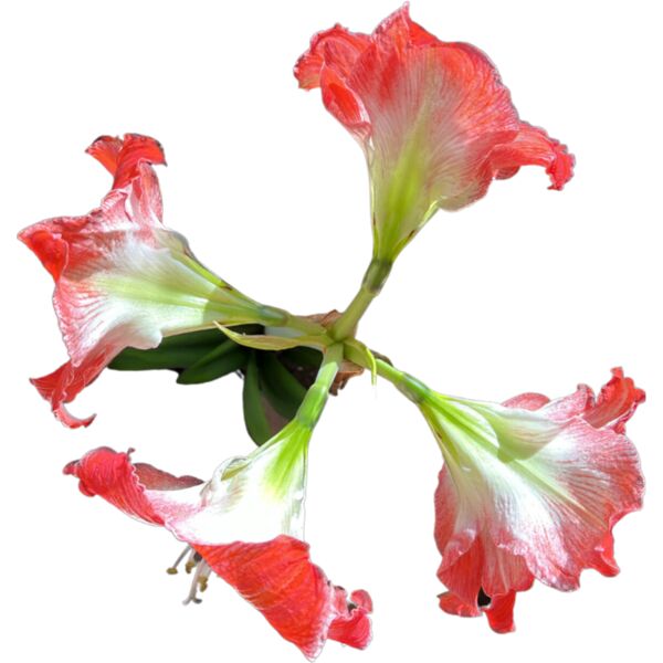 Square Amarylis  1170 x 1356 px  Thumbnail